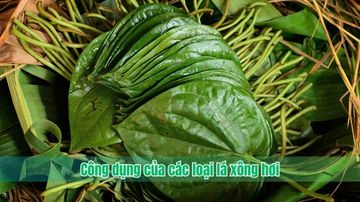 Công dụng của các loại lá xông hơi