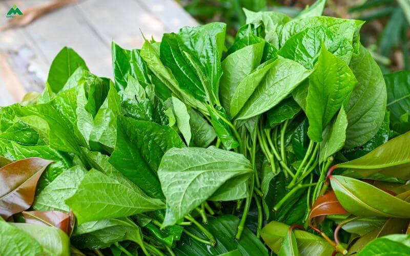 Những loại lá xông hơi thường dùng