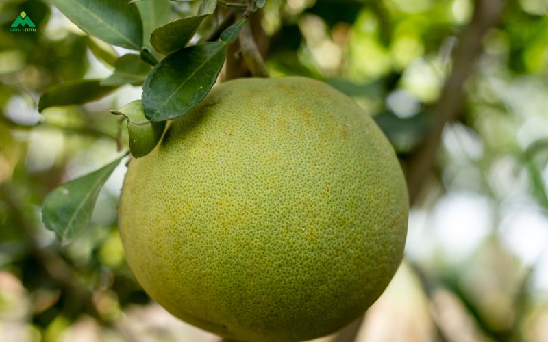 Lá xông hơi cho làm đẹp