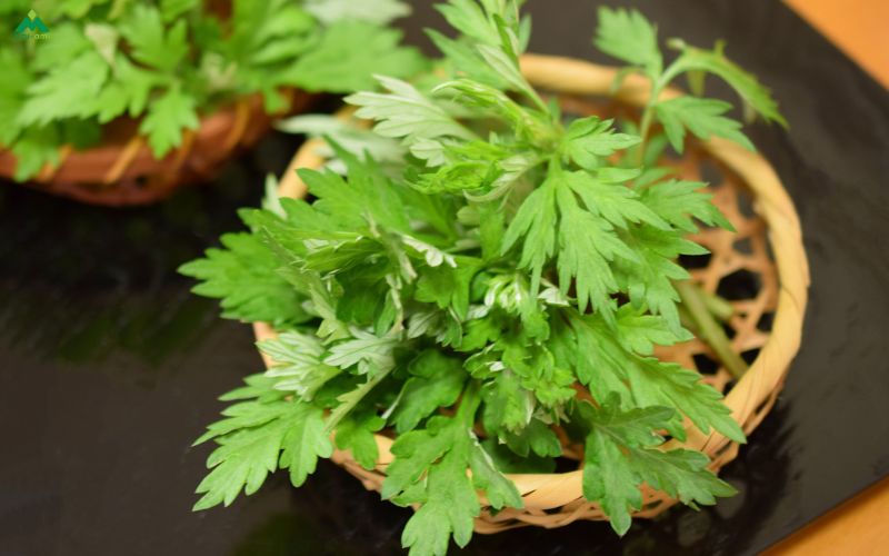 Các loại lá xông phù hợp cho mẹ đang cho con bú