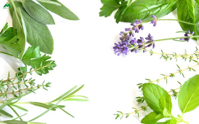 Tiêu chí chọn thương hiệu xông tắm thiên nhiên uy tín