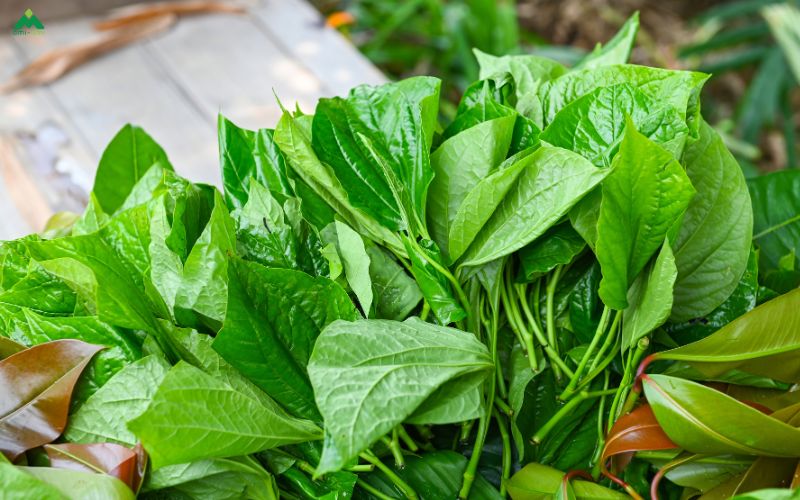 Các loại lá thuốc thảo dược phổ biến dùng để xông tắm