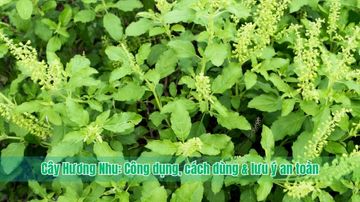 Cây Hương Nhu: Công dụng, cách dùng & lưu ý an toàn