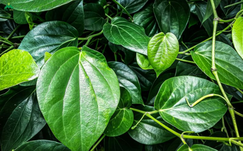 Lá trầu không và đặc tính nổi bật