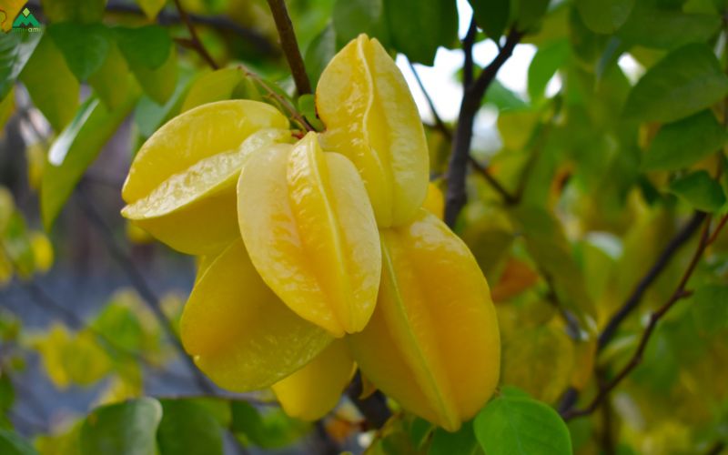 Bị ghẻ tắm lá gì? Những loại lá dân gian phổ biến trị ghẻ