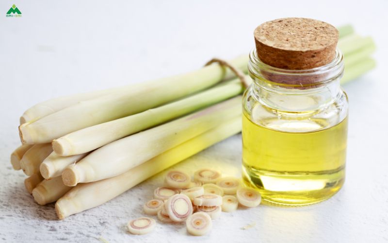 Những loại thảo dược phổ biến dùng để xông mũi họng