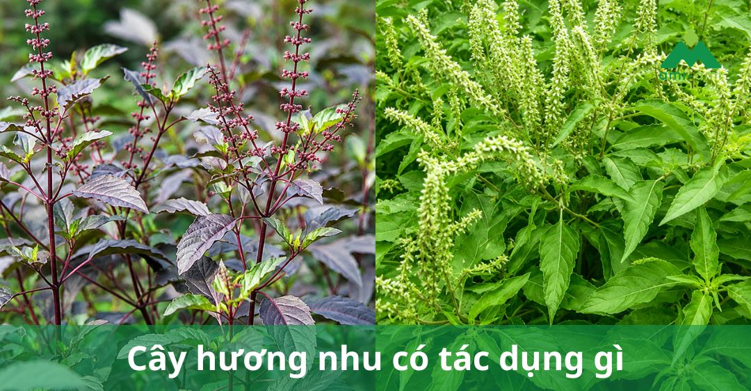 cây hương nhu có tác dụng gì?