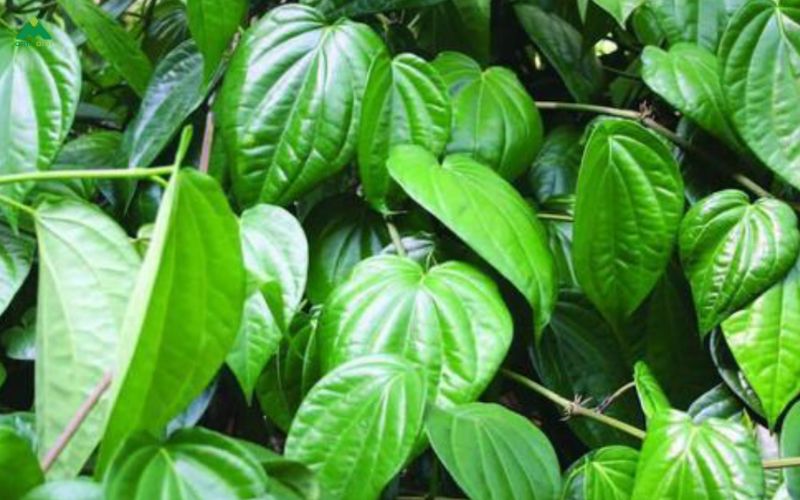 Cách ngâm chân bằng lá lốt đúng cách để đạt hiệu quả tốt