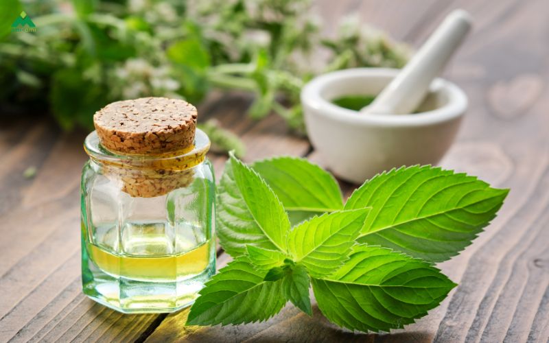 Hướng dẫn cách xông bạc hà an toàn tại nhà
