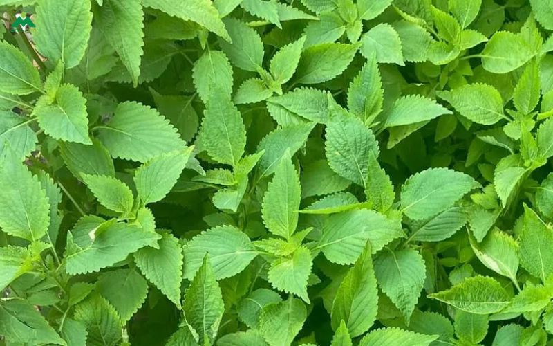 Lá kinh giới xông mặt có hiệu quả không?