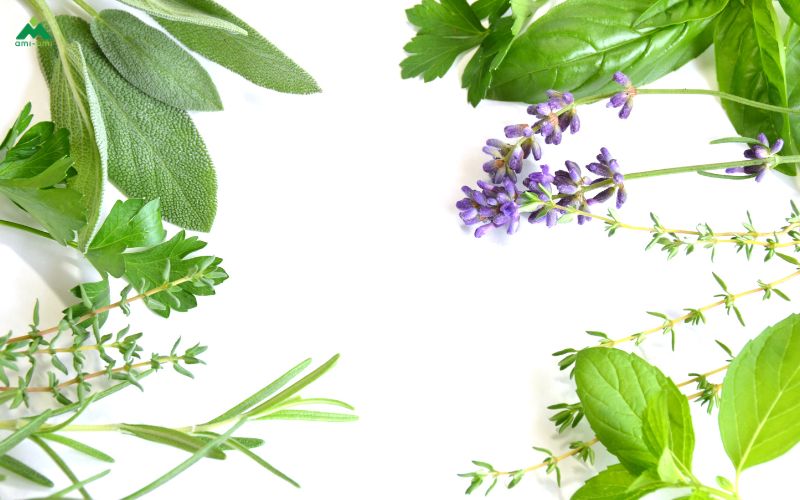 Thảo dược khô – đặc tính, ưu & nhược điểm