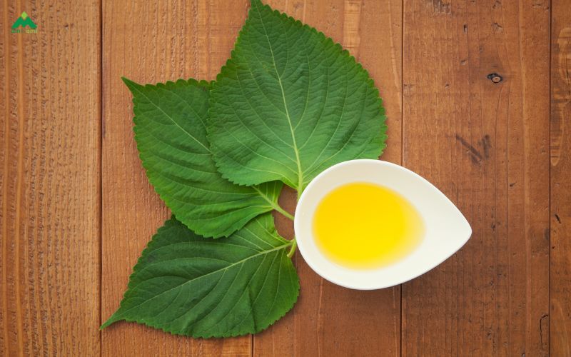 Xông với tinh dầu tía tô có tốt hơn hay nguy hiểm hơn xông lá tươi?