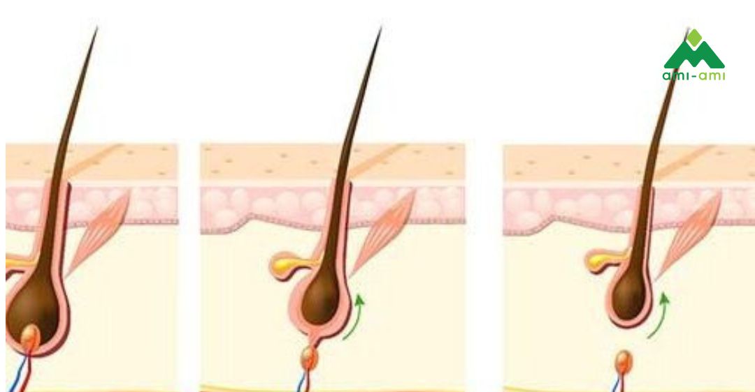 Khám phá giai đoạn sinh trưởng của tóc