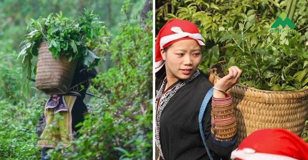 Bài thuốc tắm lá của người Dao đỏ