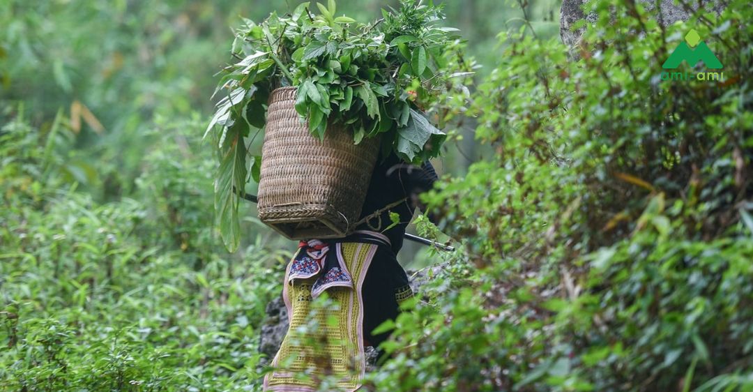 Lợi ích của bài thuốc tắm lá người Dao đỏ
