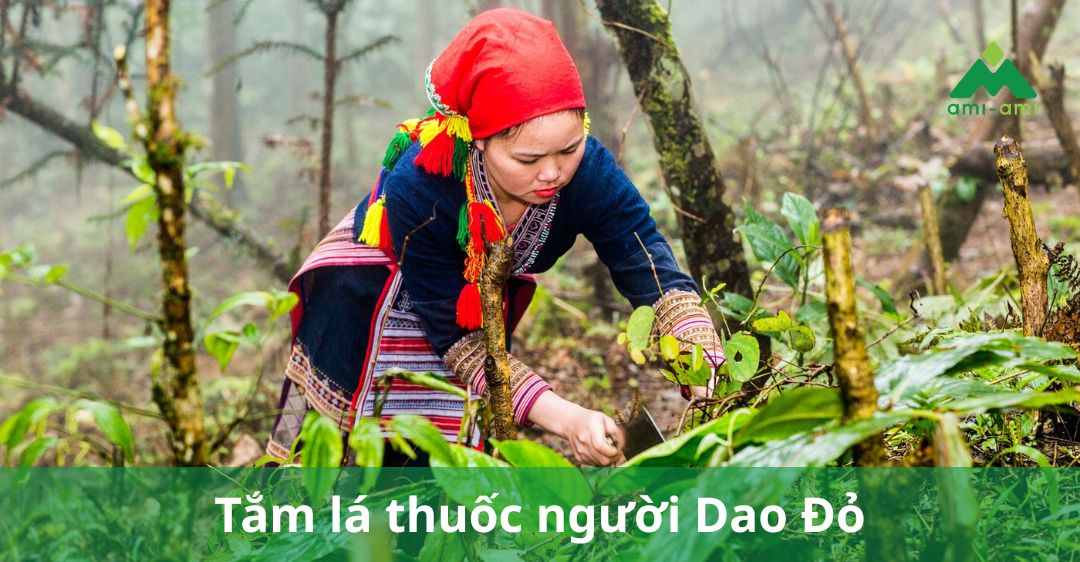 tắm lá thuốc của người dao đỏ​