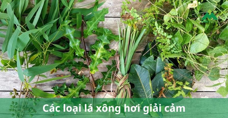 Các loại lá xông hơi giải cảm