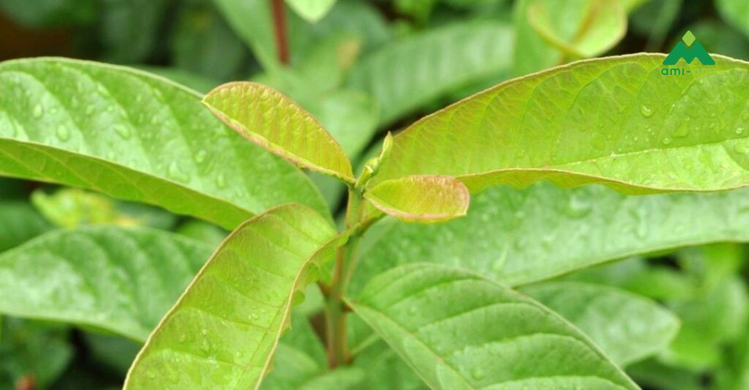 Lá ổi