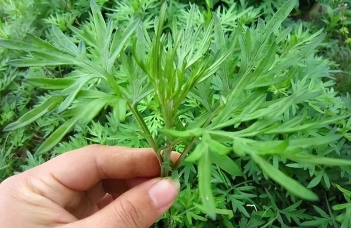 Lá ngải cứu