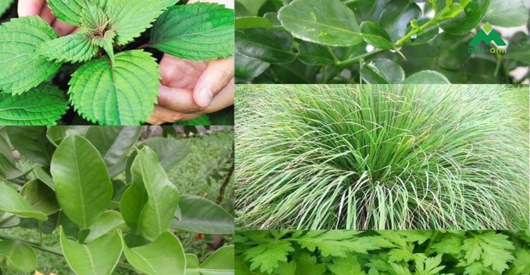 Các loại lá xông hơi sau sinh cho sản phụ