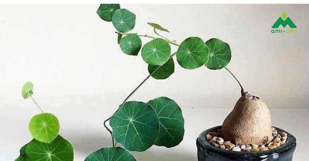 13 loại thảo dược trị mất ngủ an toàn và hiệu quả 7 Bình vôi