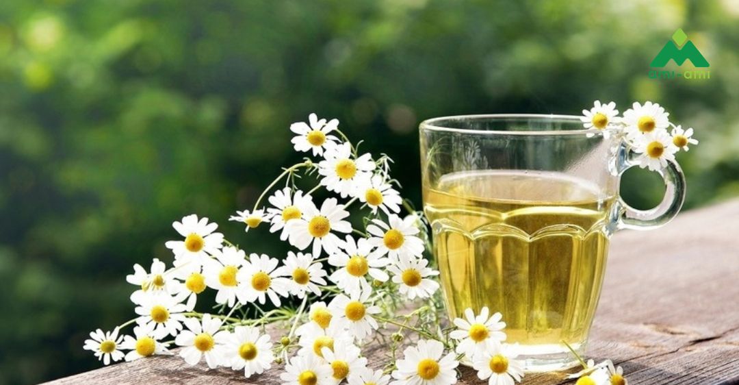 13 loại thảo dược trị mất ngủ an toàn và hiệu quả 15 Hoa cúc trắng