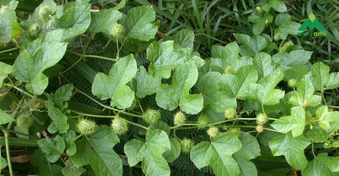 13 loại thảo dược trị mất ngủ an toàn và hiệu quả 8 Cây lạc tiên