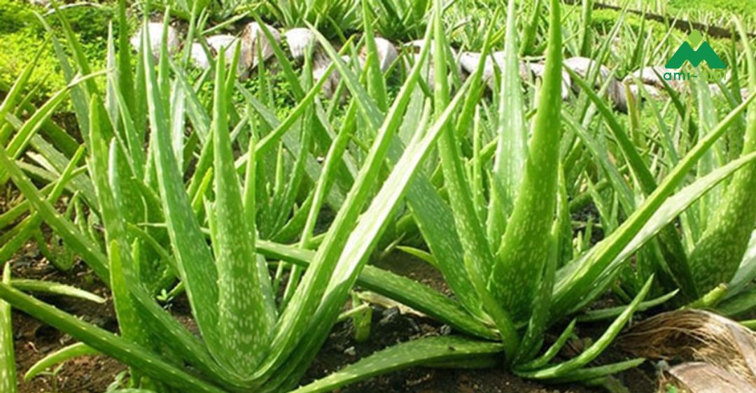 Lô hội