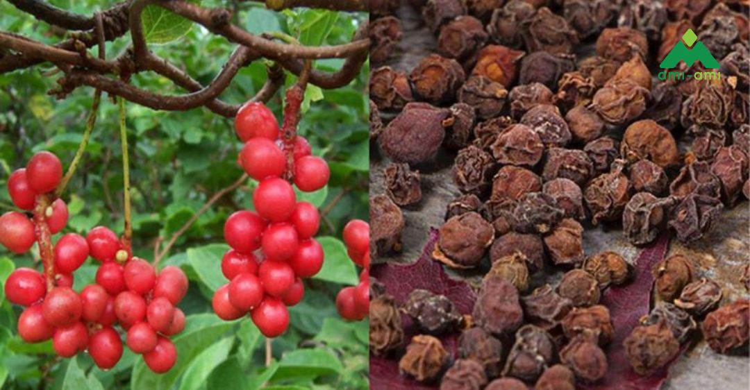 13 loại thảo dược trị mất ngủ an toàn và hiệu quả 6 Ngũ vị tử