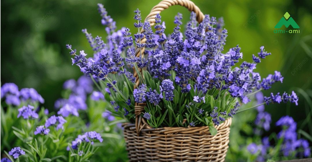 13 loại thảo dược trị mất ngủ an toàn và hiệu quả 13 Hoa oải hương