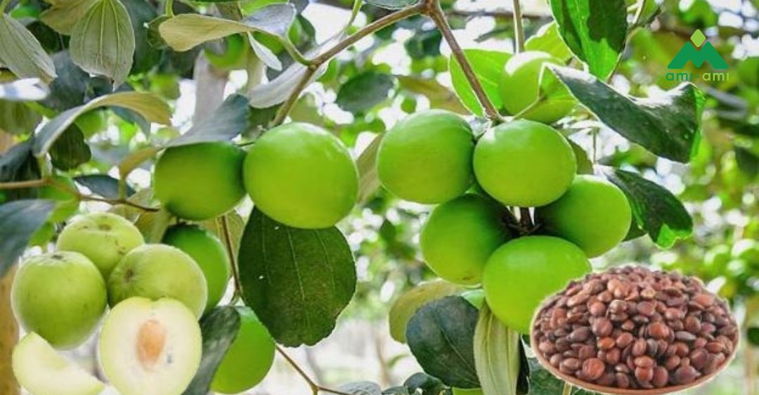 13 loại thảo dược trị mất ngủ an toàn và hiệu quả 4 Táo nhân