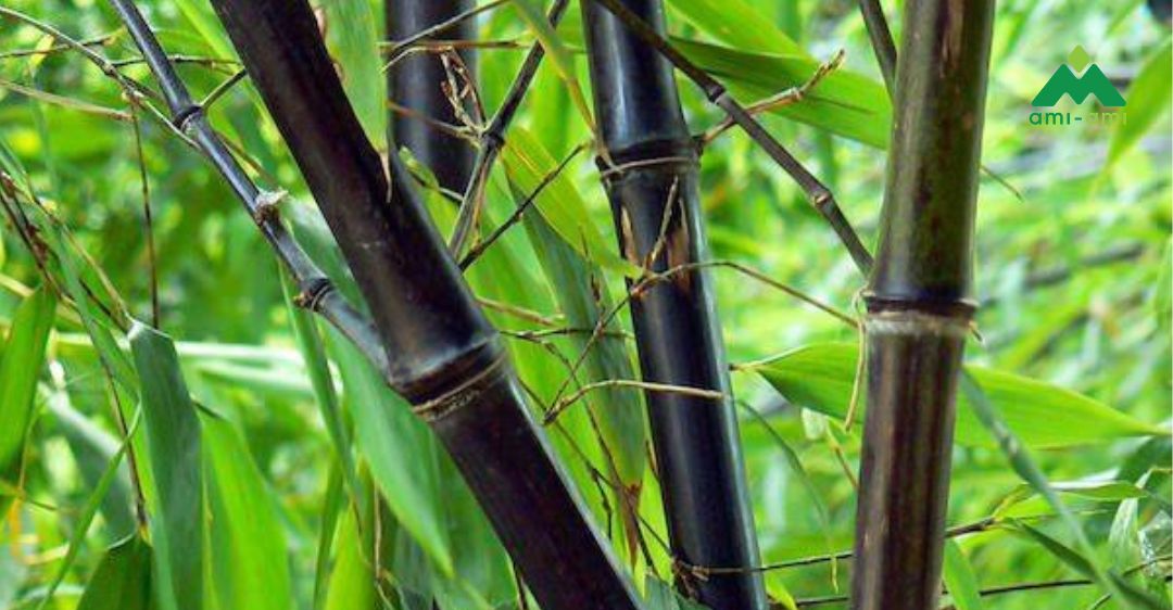 Tre đen và trúc nhật