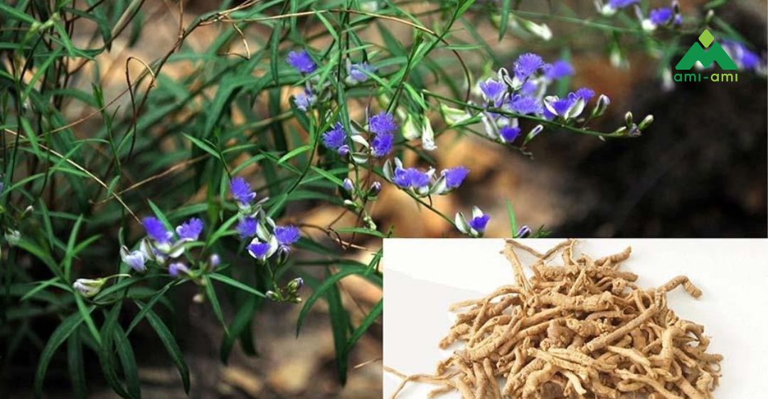 13 loại thảo dược trị mất ngủ an toàn và hiệu quả 5 Viễn chí