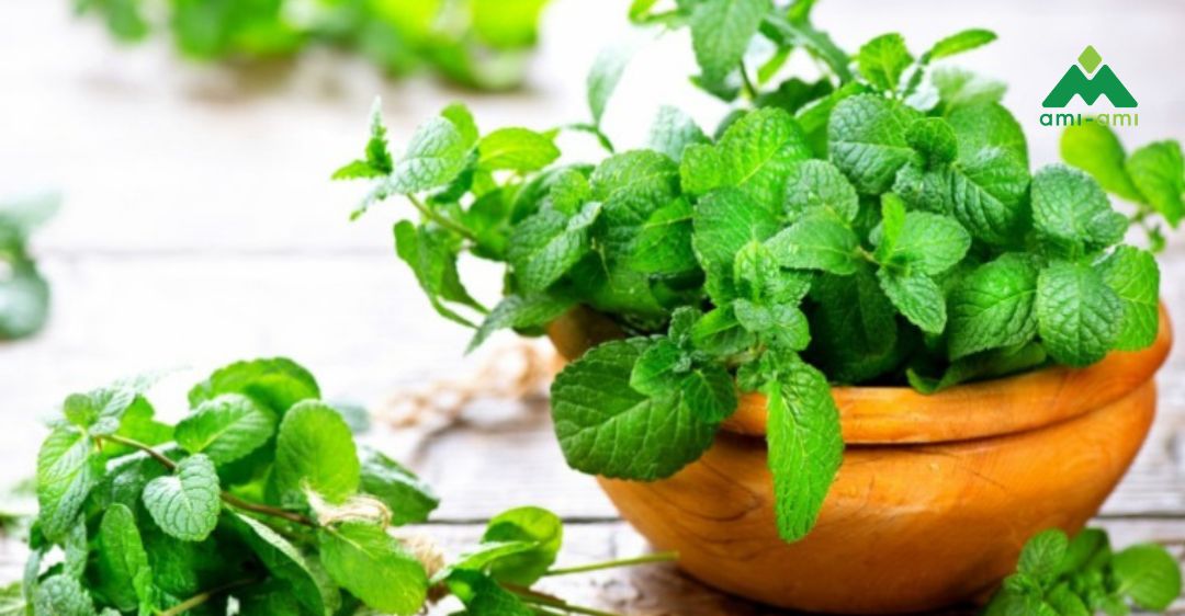 Thành phần của tinh dầu bạc hà