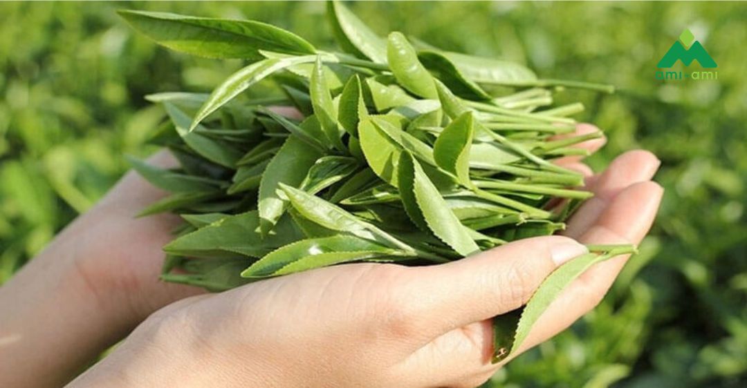 Xông hơi vùng kín bằng lá trà xanh sau sinh: Nên hay không? 3 Tác dụng của lá trà xanh đối với vùng kín