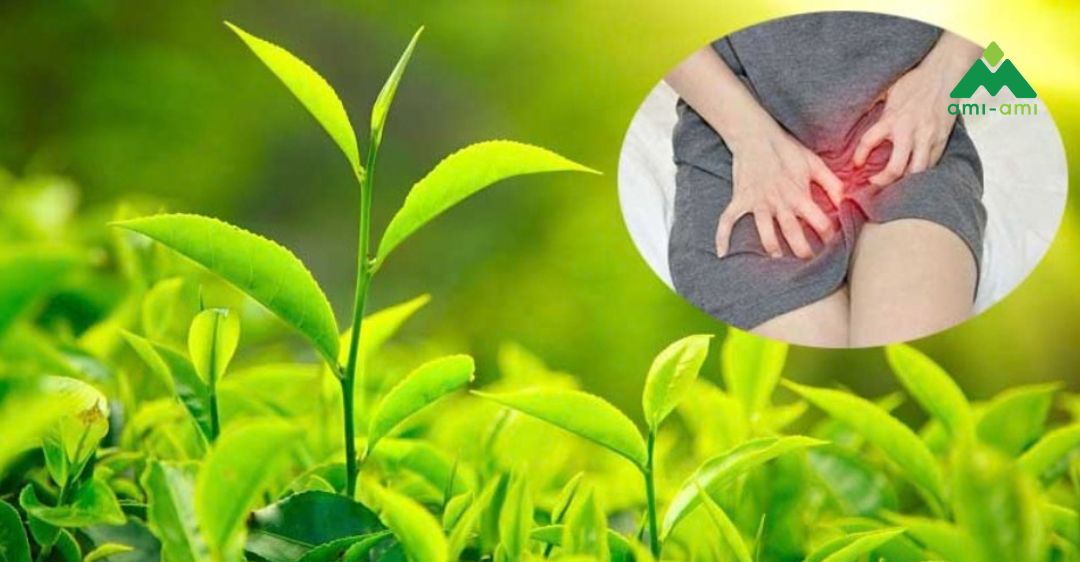 Xông hơi vùng kín bằng lá trà xanh sau sinh: Nên hay không? 2 Xông hơi vùng kín bằng lá trà xanh sau sinh là gì?