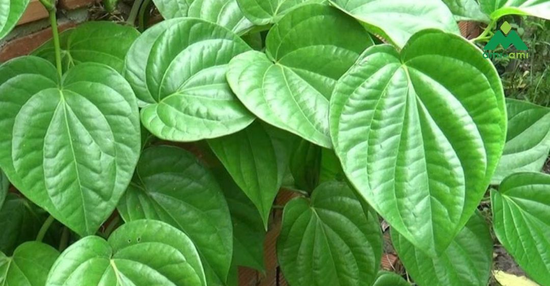 Các cách chăm sóc da sau sinh bằng lá trầu không